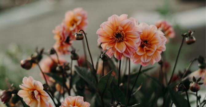 Initial Client Intake 